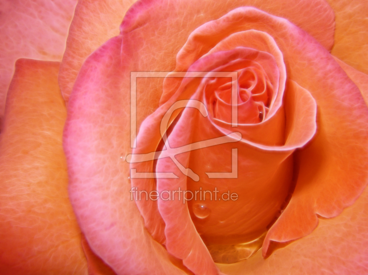 Bild-Nr.: 10105490 Rose erstellt von Galerie-Fotoeffekt