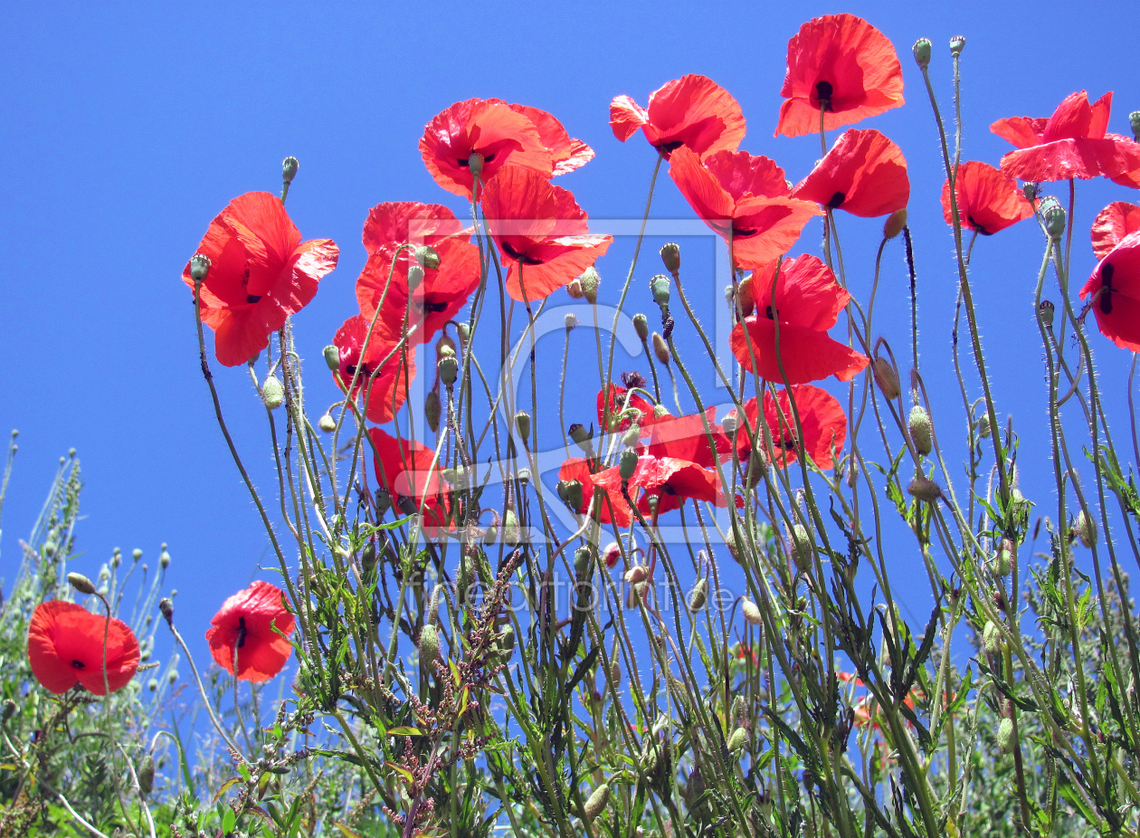 Bild-Nr.: 10106324 Mohnblumenfeld erstellt von Flower-Power