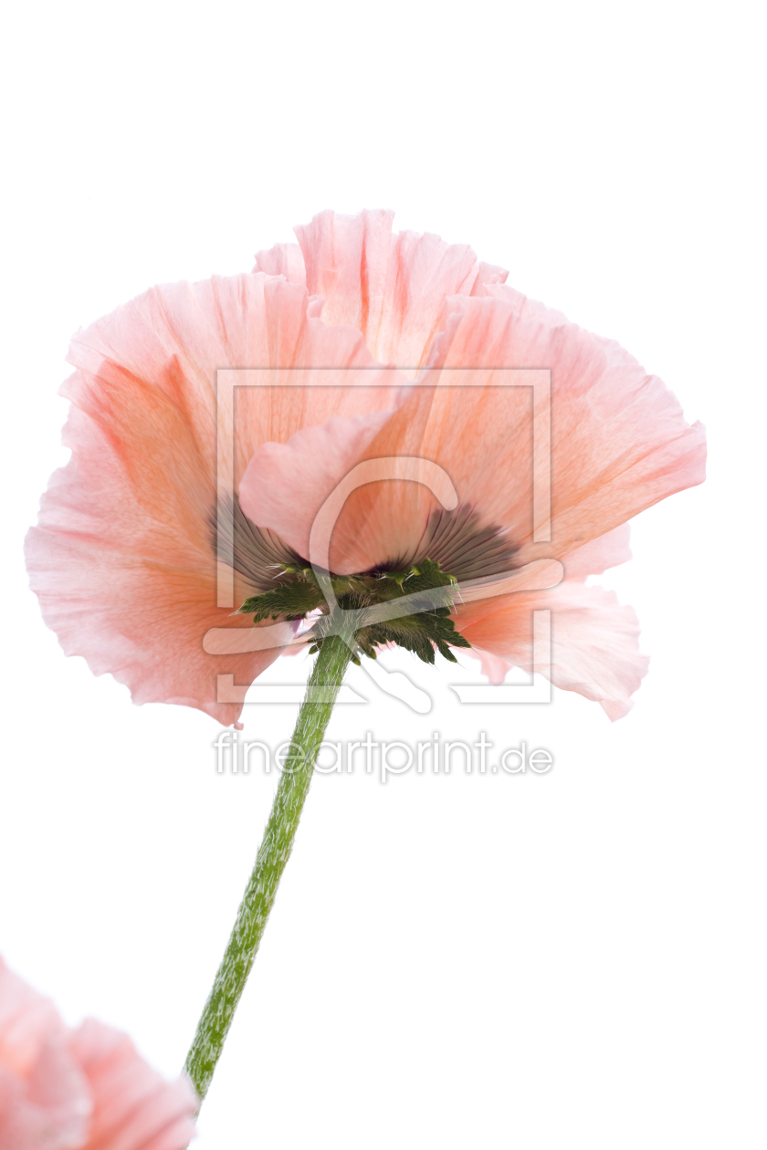 Bild-Nr.: 10106694 Mohn erstellt von danielschoenen