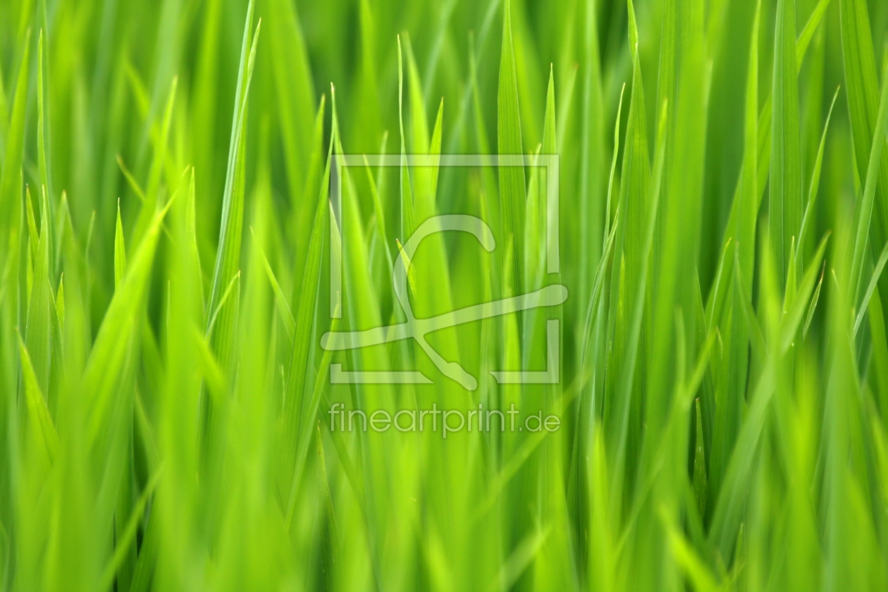 Bild-Nr.: 10106948 Reispflanze erstellt von fotoping