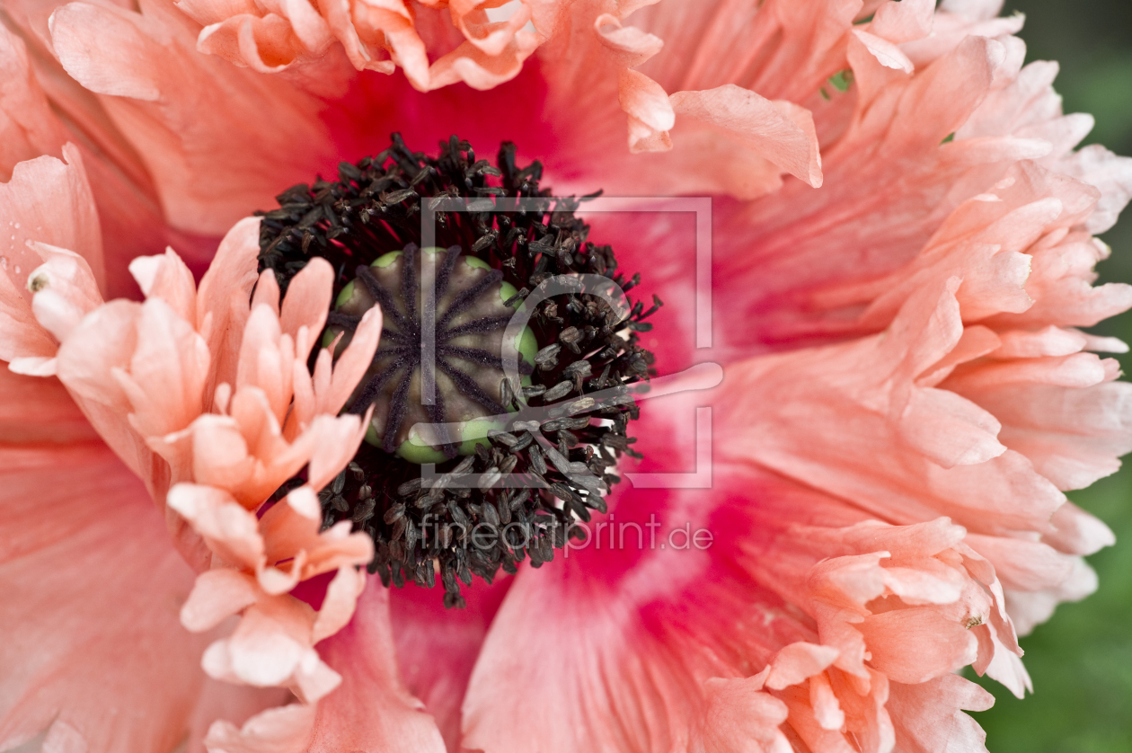 Bild-Nr.: 10107400 Mohnblüte erstellt von danielschoenen