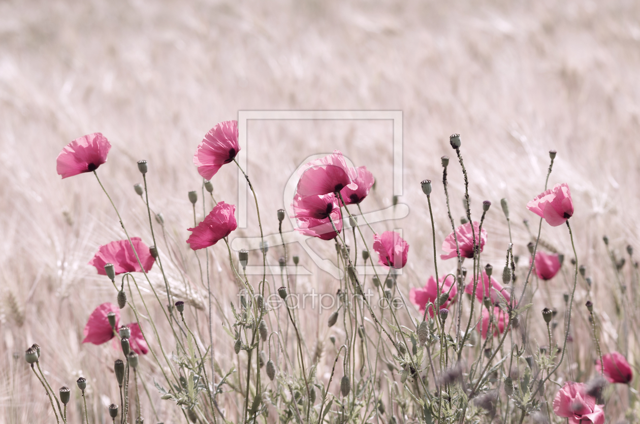 Bild-Nr.: 10107640 Rosa Mohn erstellt von Tanja Riedel