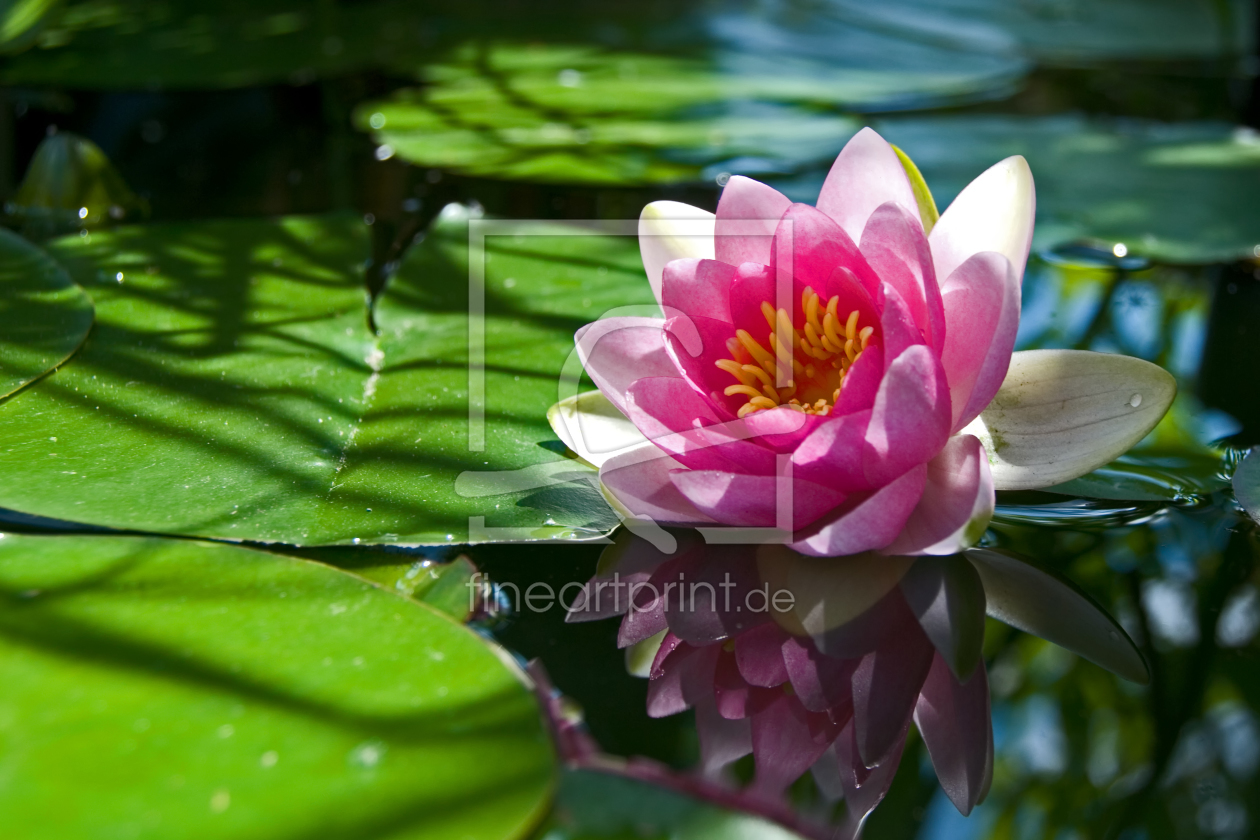 Bild-Nr.: 10108272 waterlily erstellt von Steffen Gierok