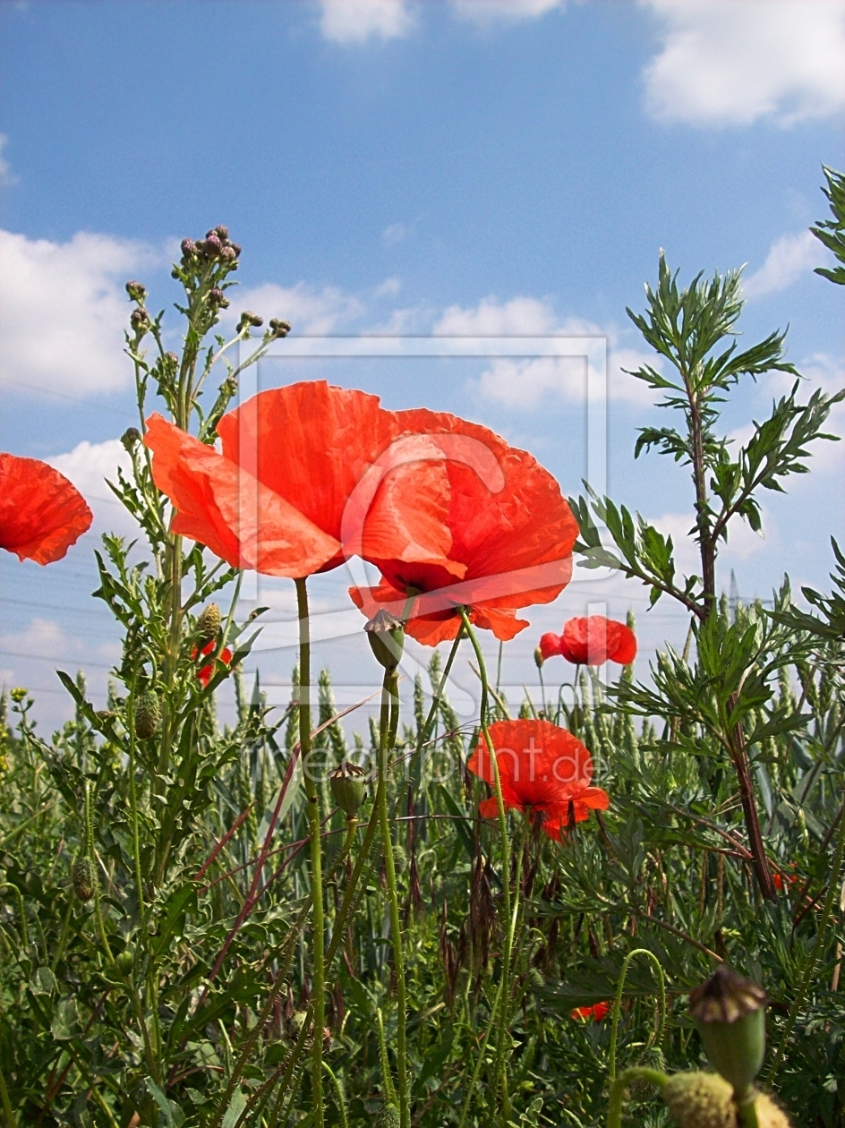 Bild-Nr.: 10109498 Mohn & Distel erstellt von Marion227