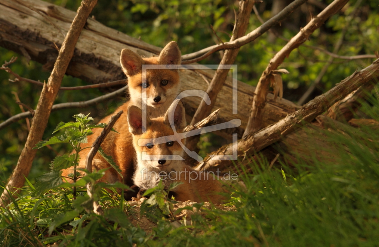 Bild-Nr.: 10109568 junge Jäger erstellt von Uwe Fuchs