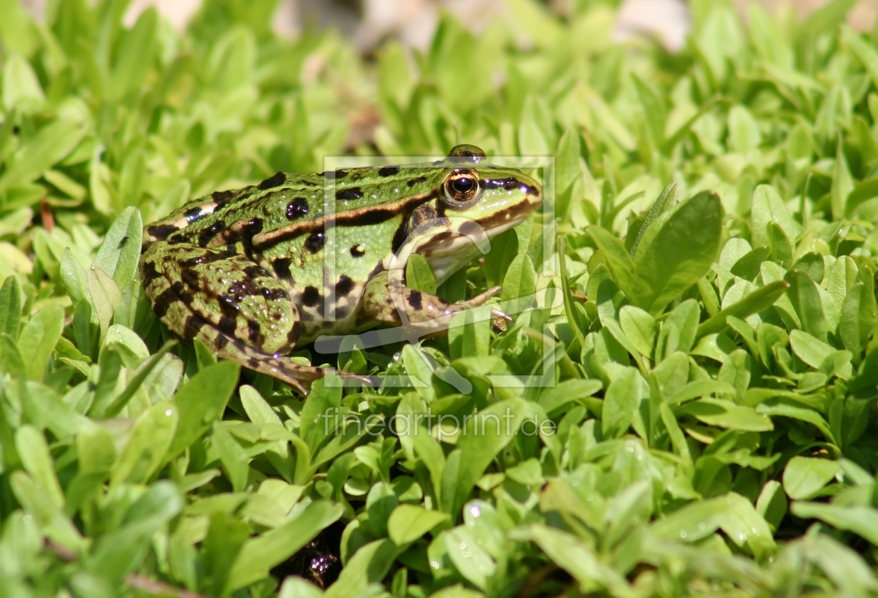 Bild-Nr.: 10109922 Frosch erstellt von Bullysoft