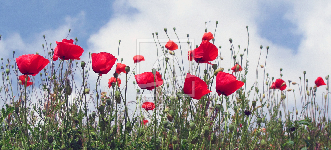 Bild-Nr.: 10109928 Mohnfeld erstellt von Flower-Power