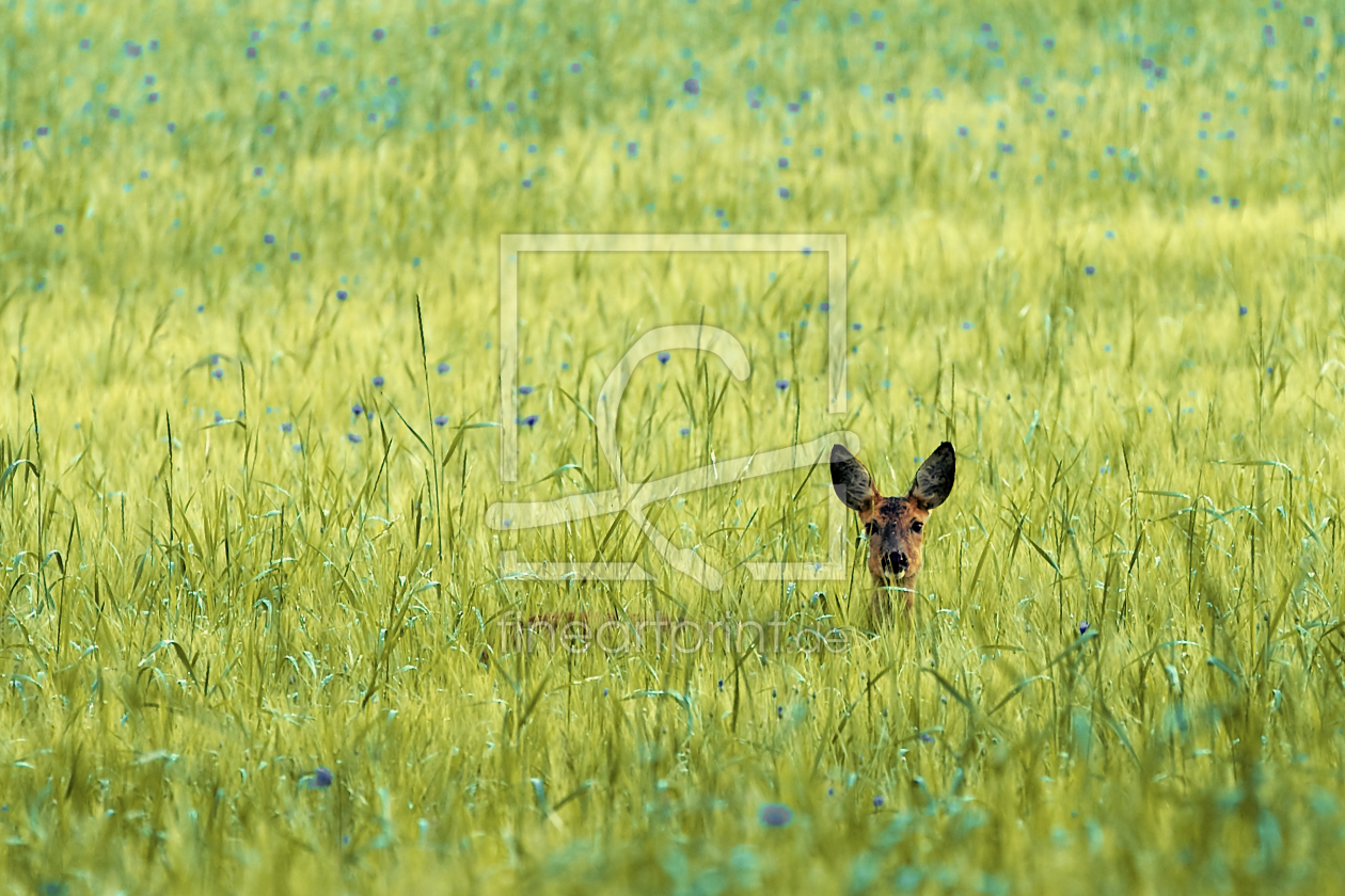 Bild-Nr.: 10111068 kangaroo? erstellt von Jens Kalanke