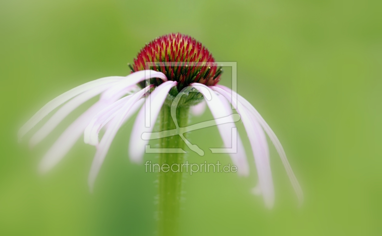 Bild-Nr.: 10113024 Wiesenfee erstellt von Renate Knapp