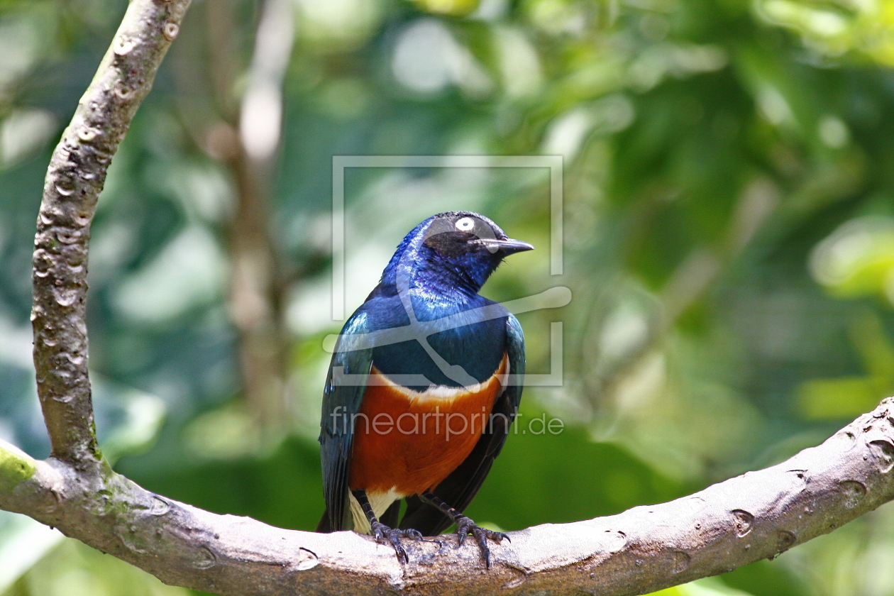 Bild-Nr.: 10113460 Vogel erstellt von fotoping