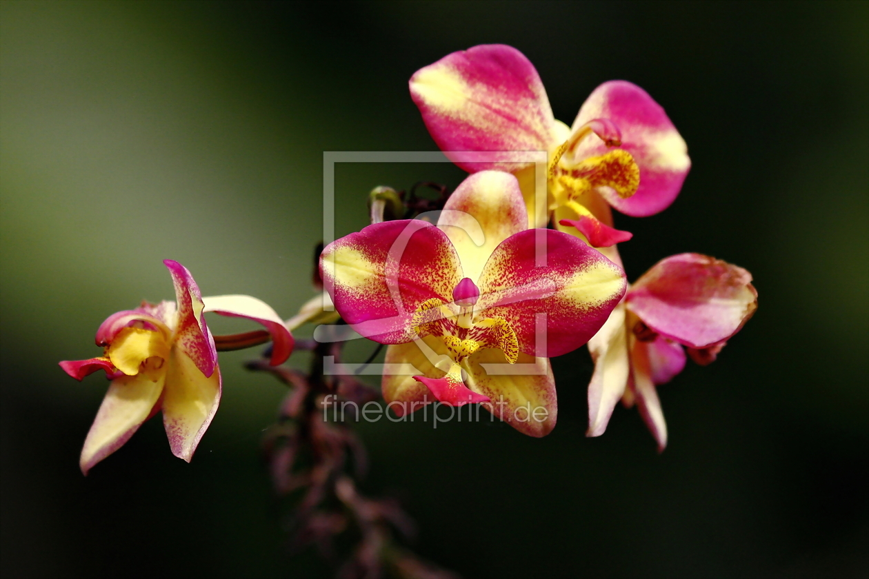 Bild-Nr.: 10113496 The orchid erstellt von fotoping