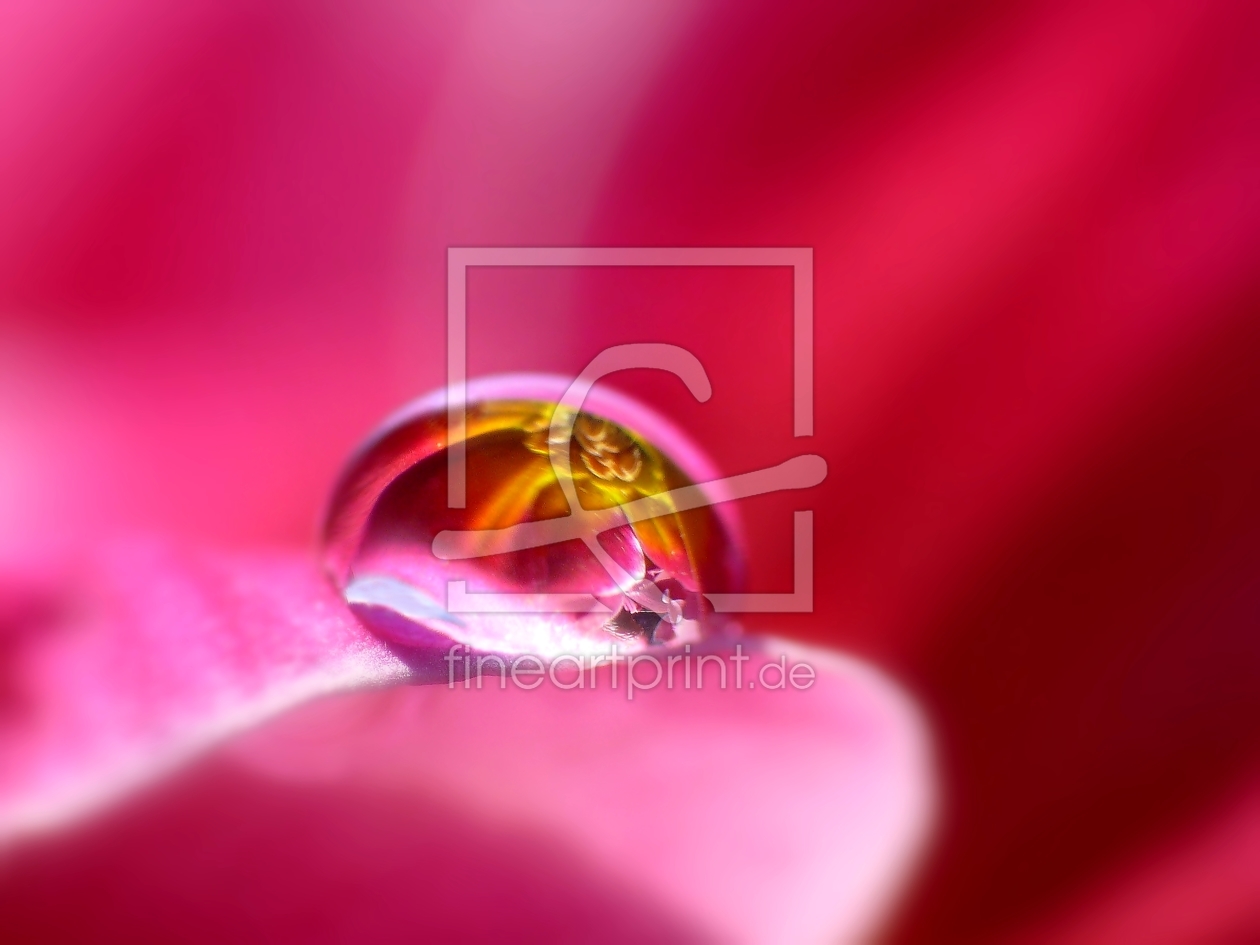 Bild-Nr.: 10113784 Pink Pearl Bild-Nr.: 10113784 Pink Pearl erstellt von Gabi Siebenhühner