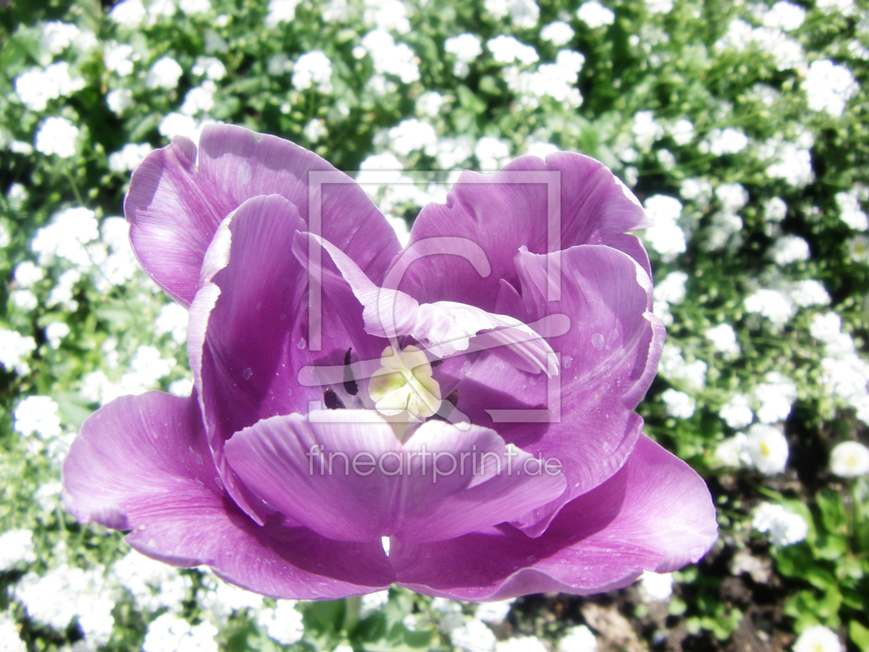 Bild-Nr.: 10114612 Tulpen Impression  erstellt von Galerie-Fotoeffekt