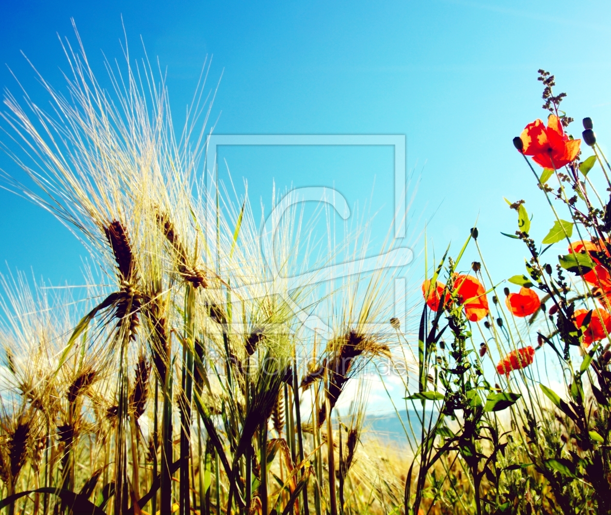 Bild-Nr.: 10114660 MOHNBLUMEN erstellt von wompus