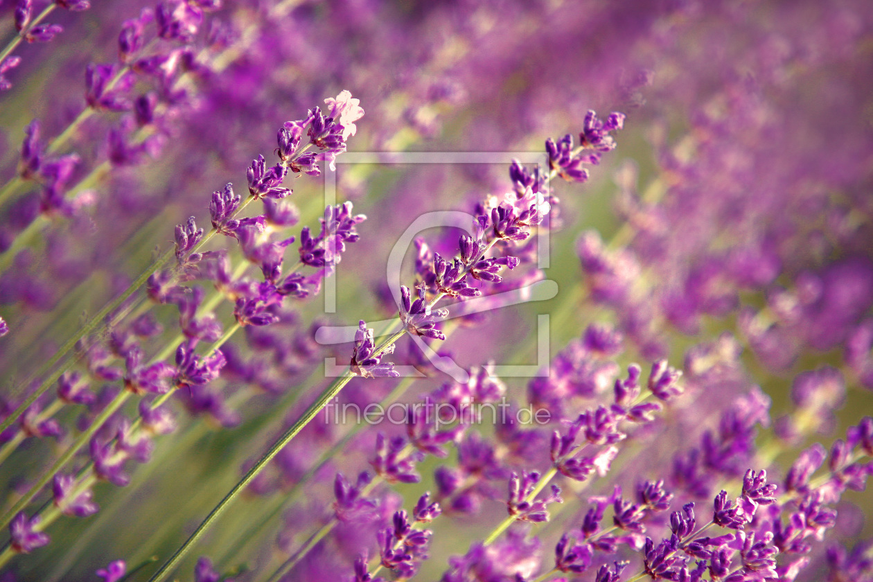 Bild-Nr.: 10114974 Lavendel erstellt von Eileen Kumpf