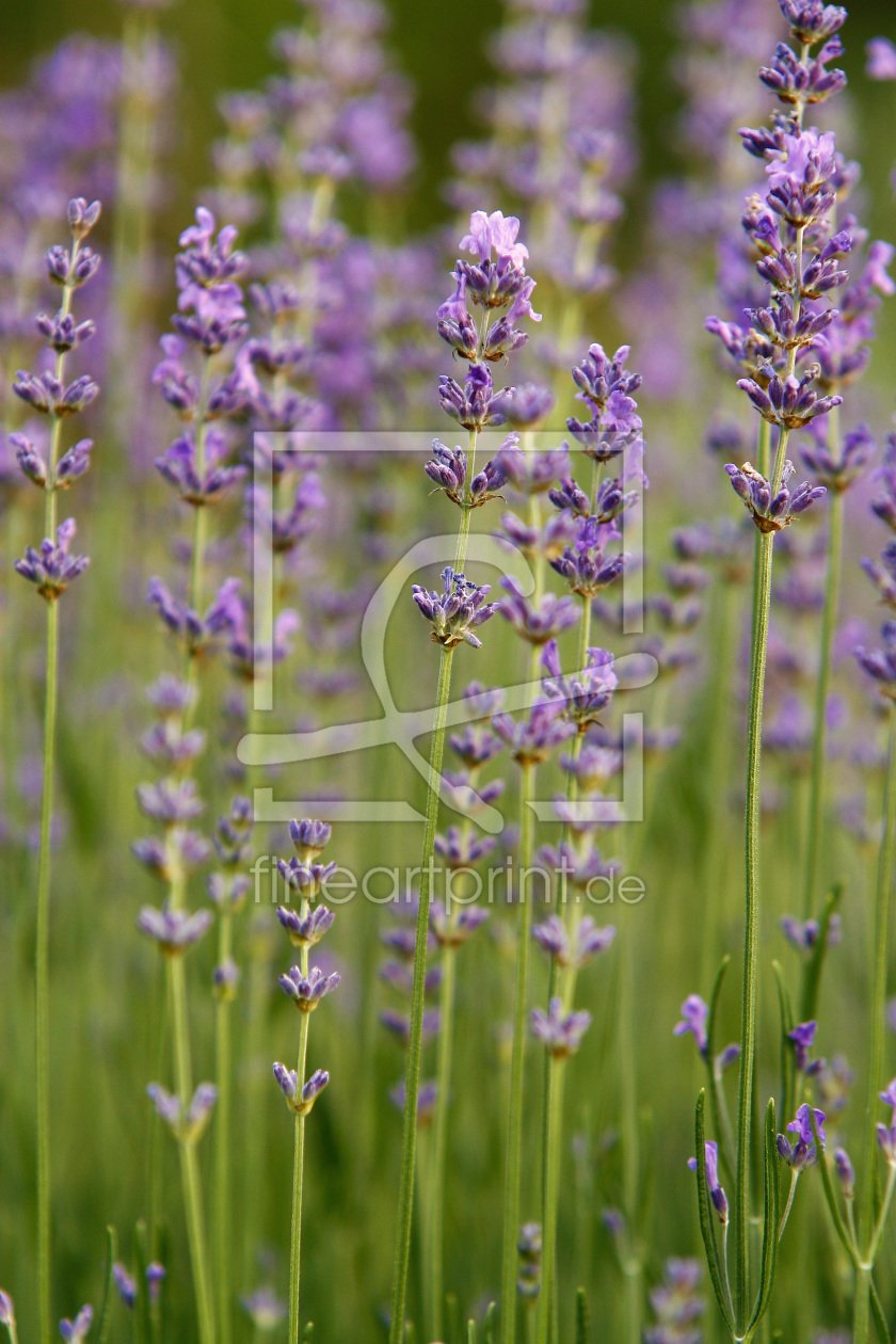 Bild-Nr.: 10117226 Lavendel erstellt von Eileen Kumpf