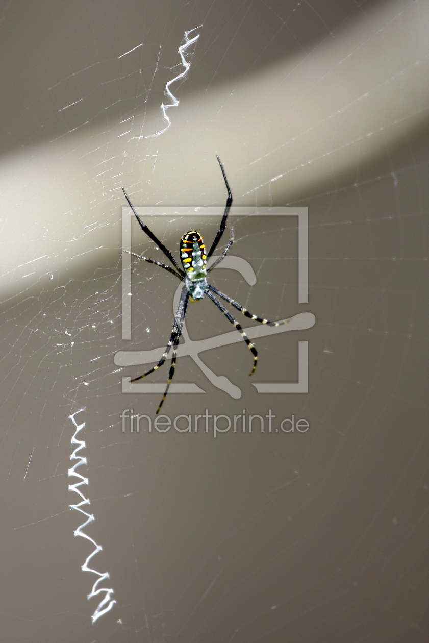 Bild-Nr.: 10118422 spider erstellt von fotoping