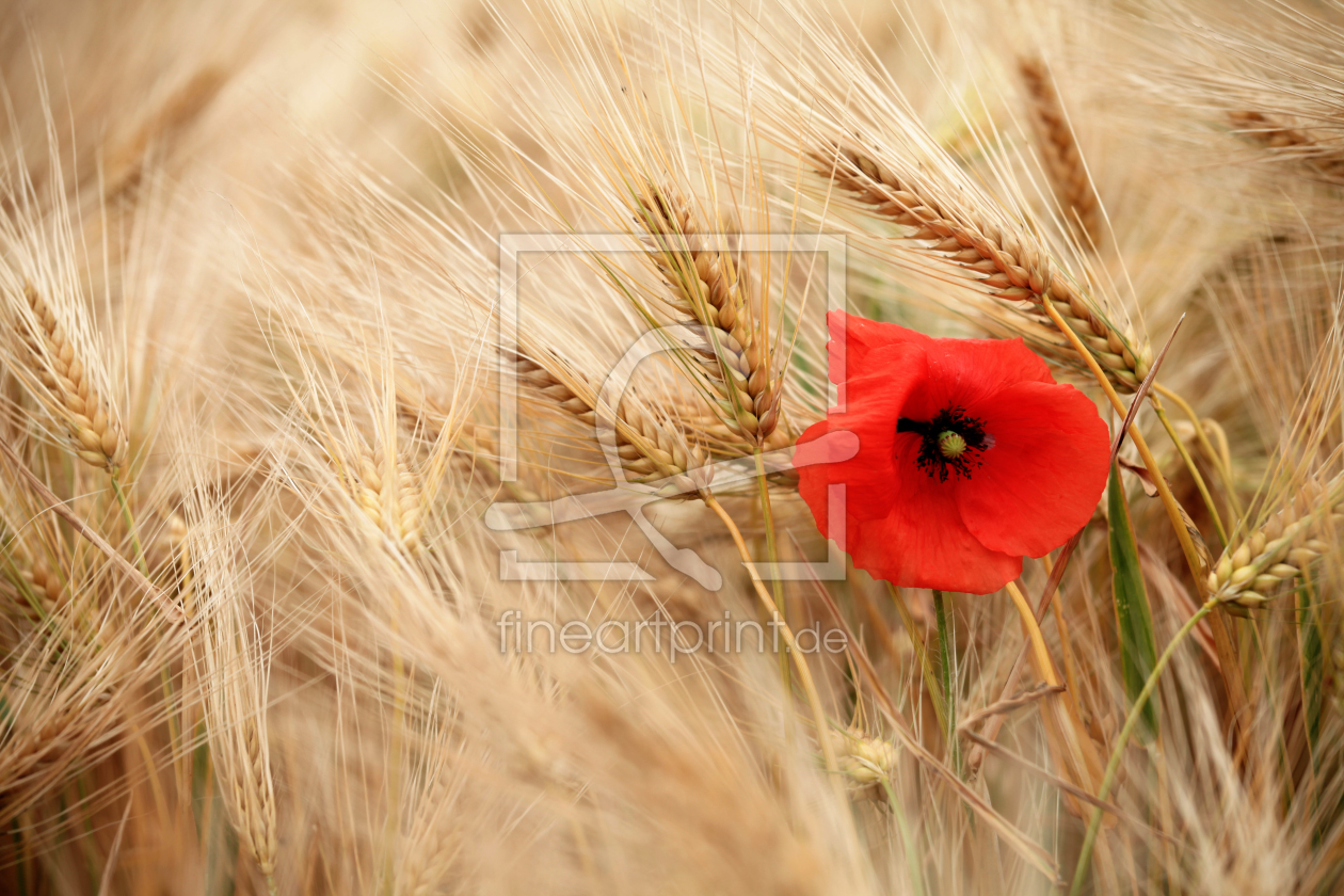 Bild-Nr.: 10119754 Landschaft Mohn erstellt von Falko Follert