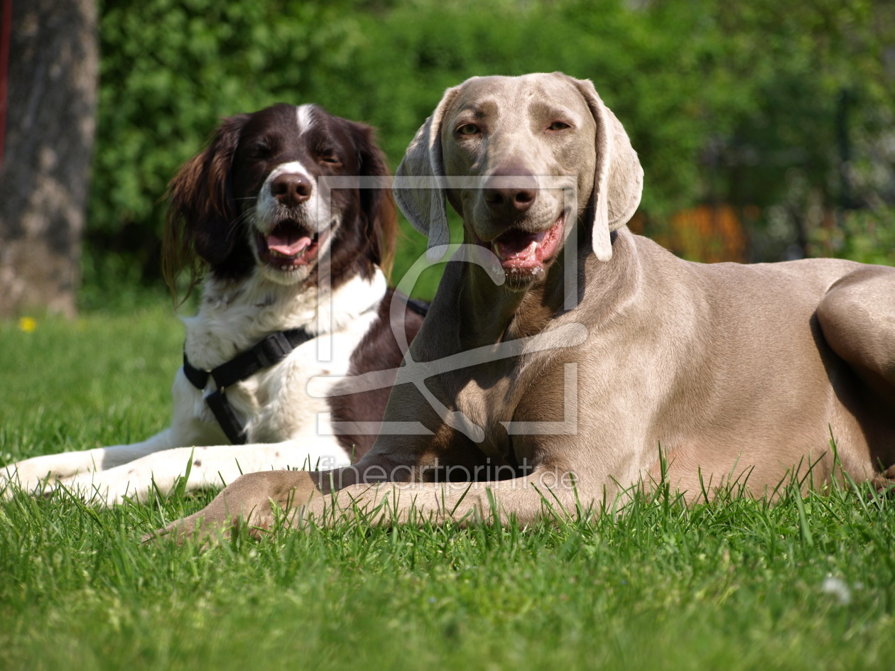 Bild-Nr.: 10121138 Weimaraner und Münsterländer erstellt von Weimaranerandy