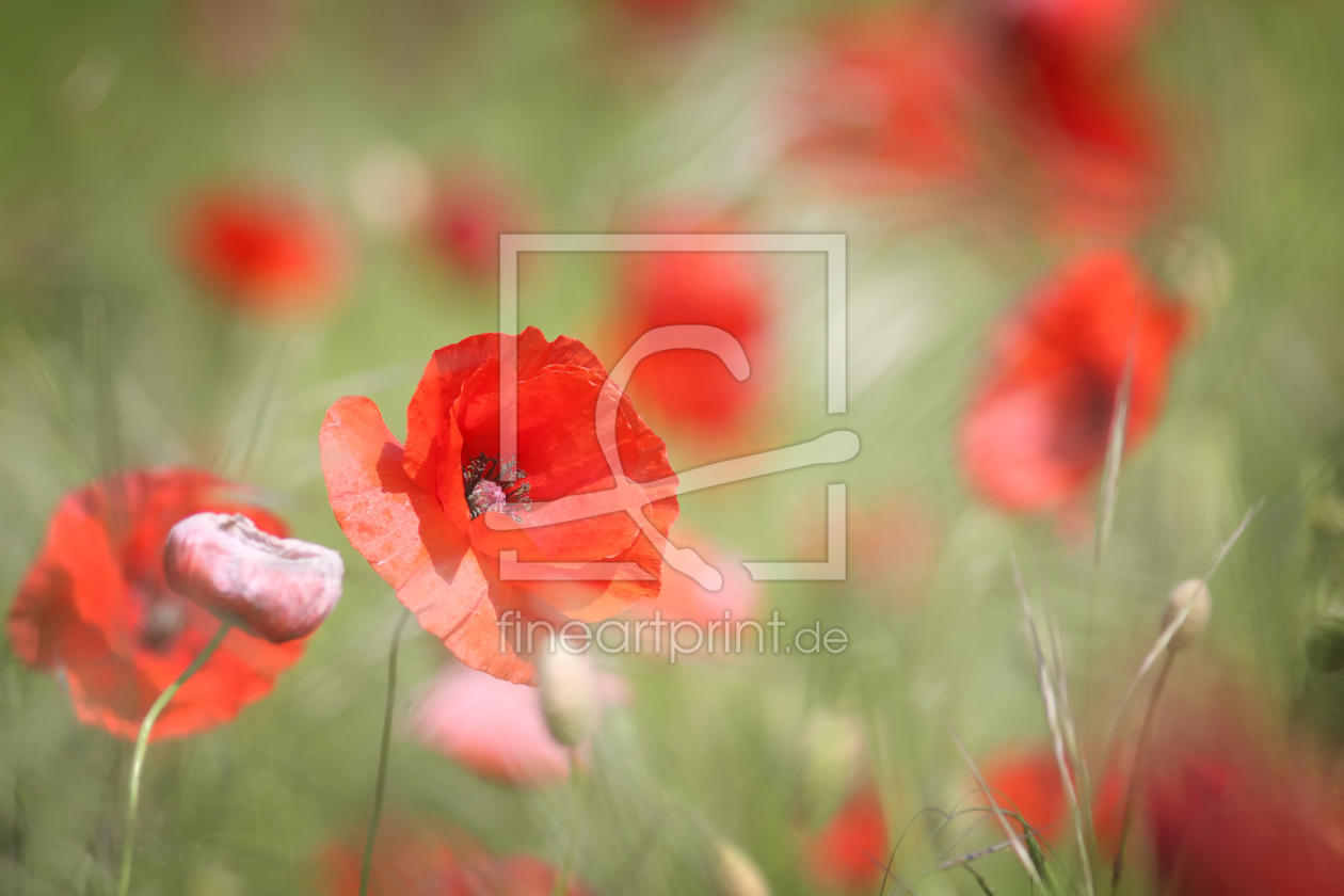 Bild-Nr.: 10121340 Mohn im Wind erstellt von FotoDeHRO