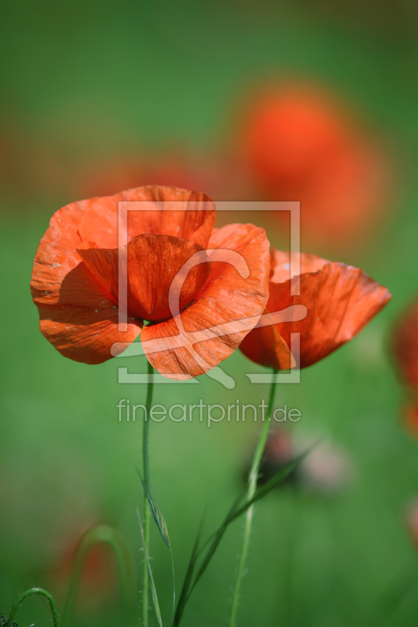 Bild-Nr.: 10121344 Mohnblüten erstellt von FotoDeHRO