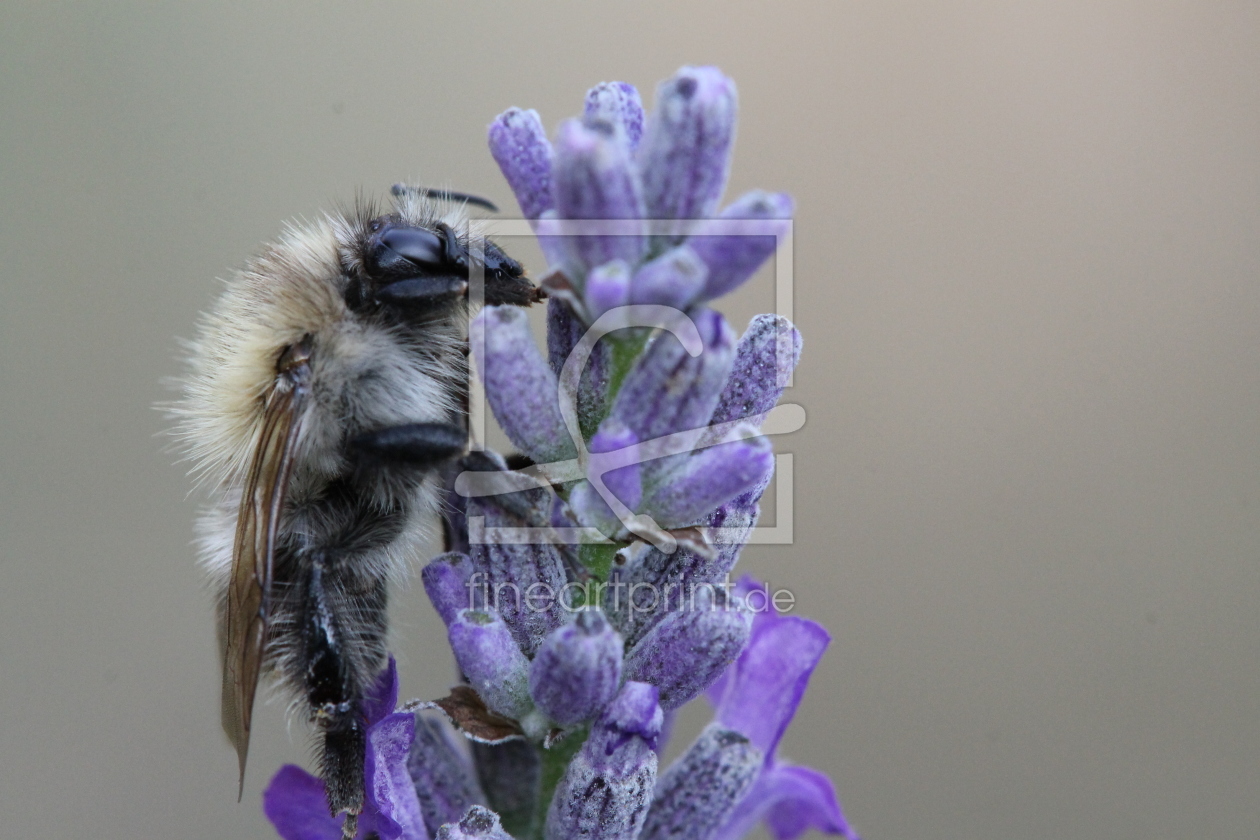 Bild-Nr.: 10123486 Hummel auf Lavendel (Makro) erstellt von raystorm