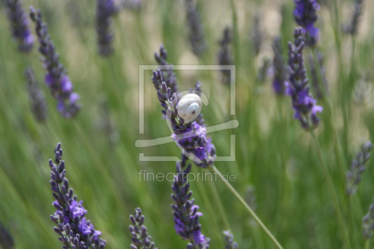 Bild-Nr.: 10123936 Schnecke auf Lavendel erstellt von Leela2610