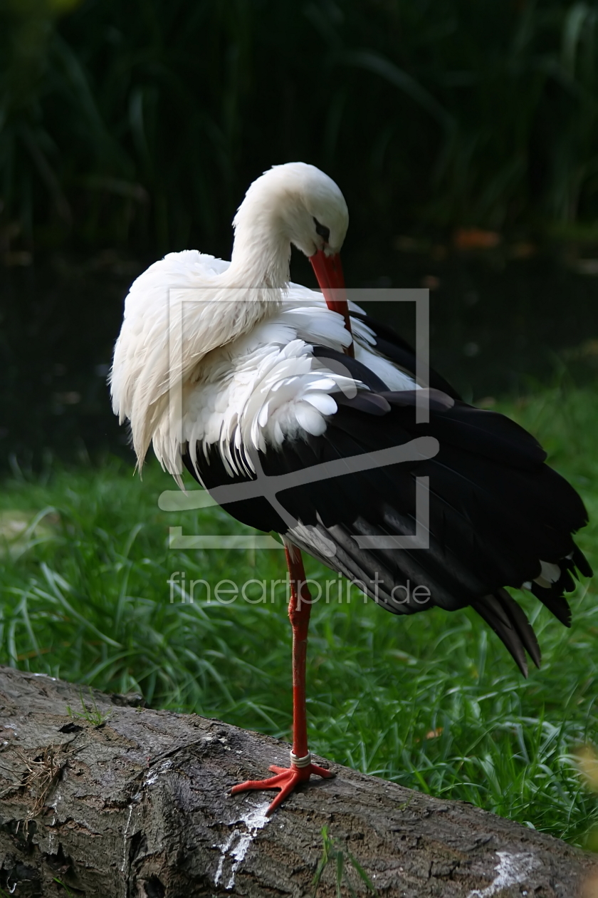 Bild-Nr.: 10124200 Storch erstellt von Bullysoft