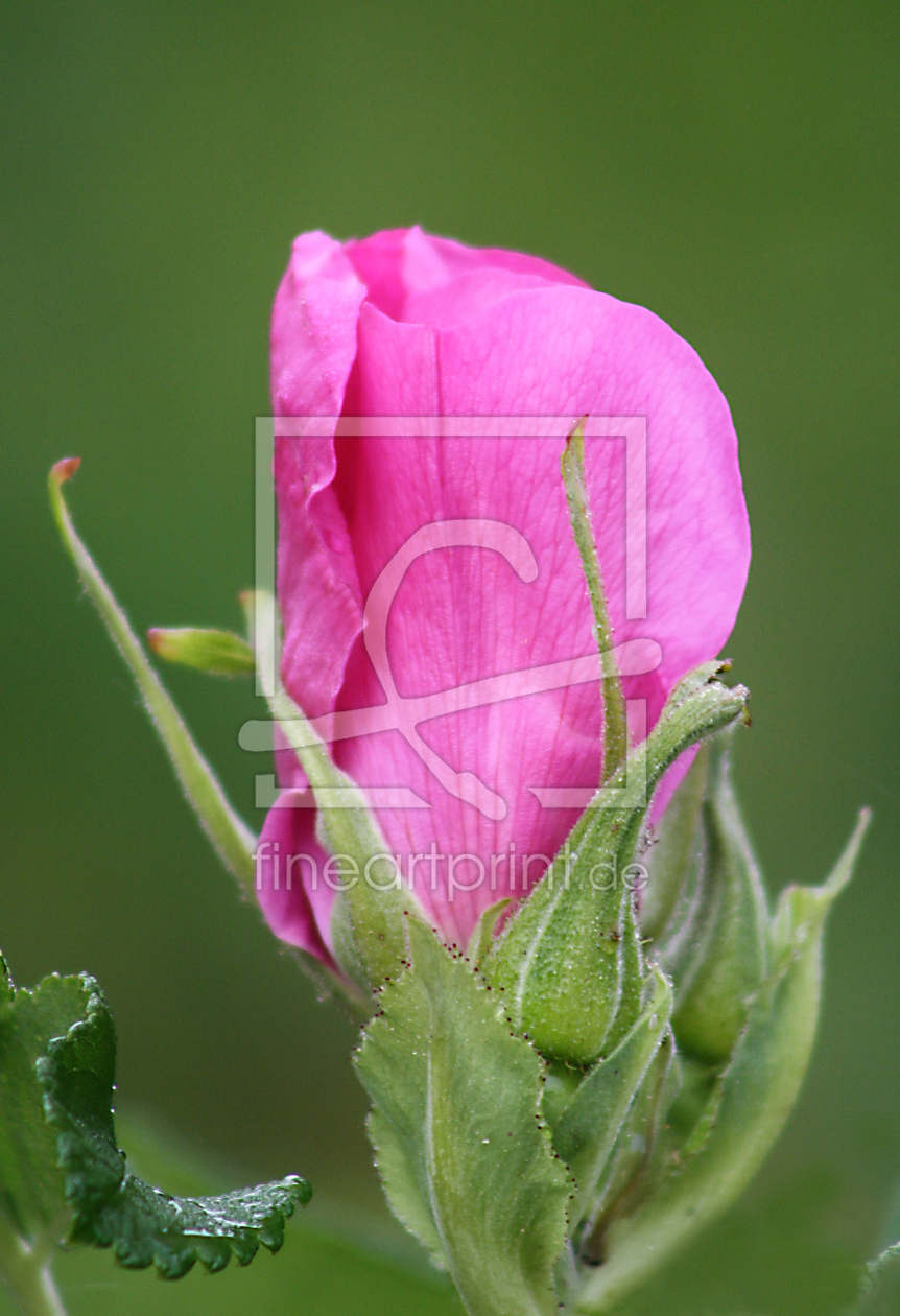 Bild-Nr.: 10124228 Rosenblüte erstellt von chriko