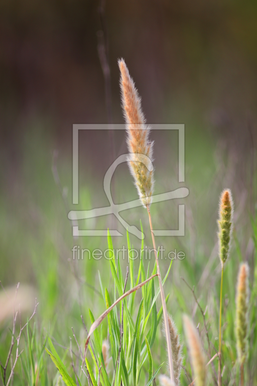 Bild-Nr.: 10125212 Gras erstellt von FotoDeHRO