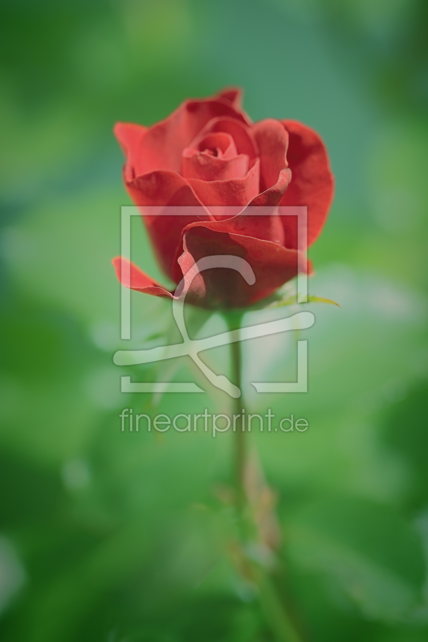Bild-Nr.: 10125240 Red Rose erstellt von FotoDeHRO