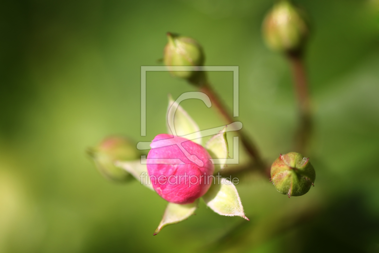 Bild-Nr.: 10125246 Knospen erstellt von FotoDeHRO