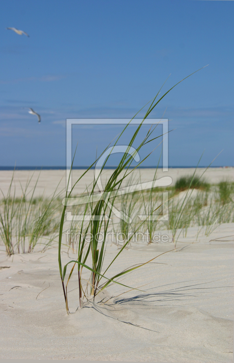 Bild-Nr.: 10126282 Amrum erstellt von Delphine