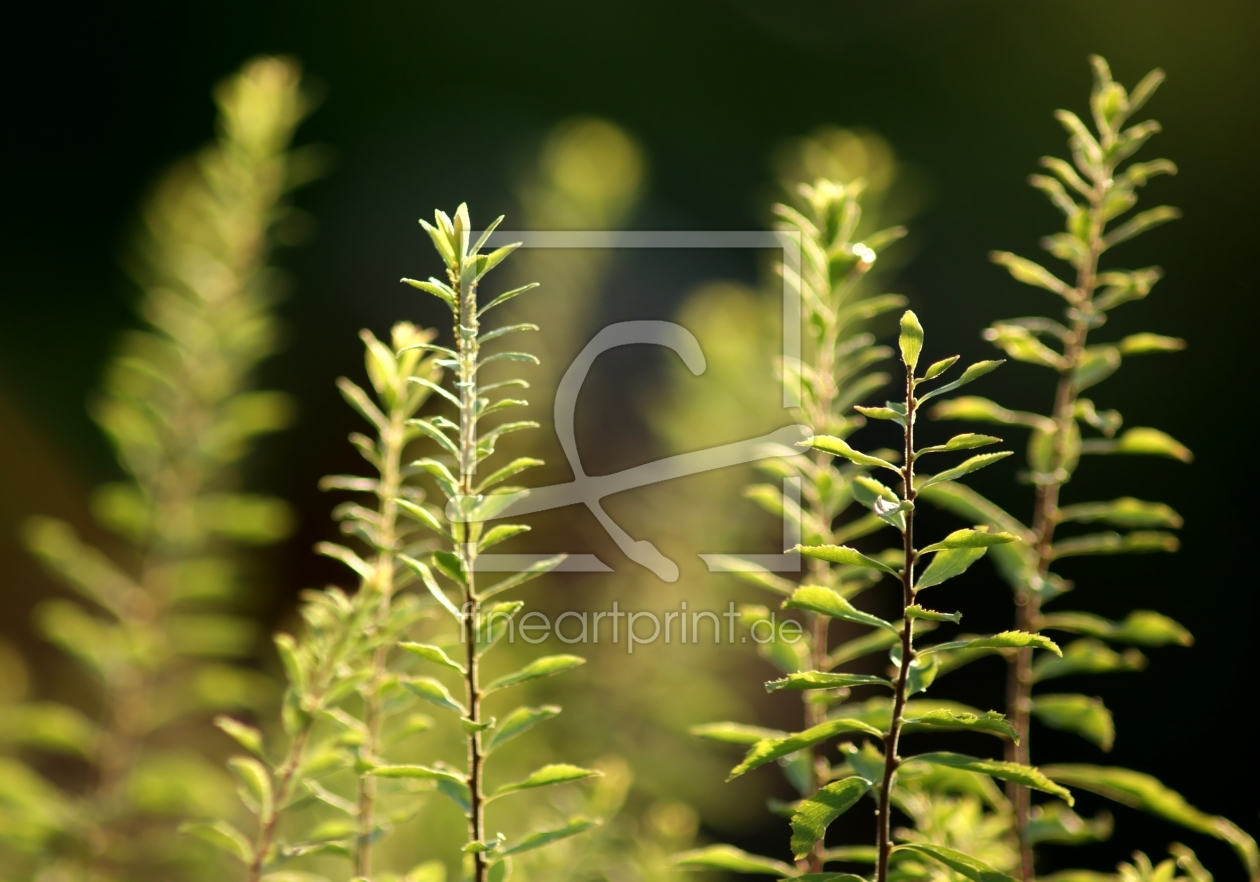 Bild-Nr.: 10126382 green twigs erstellt von animalibera