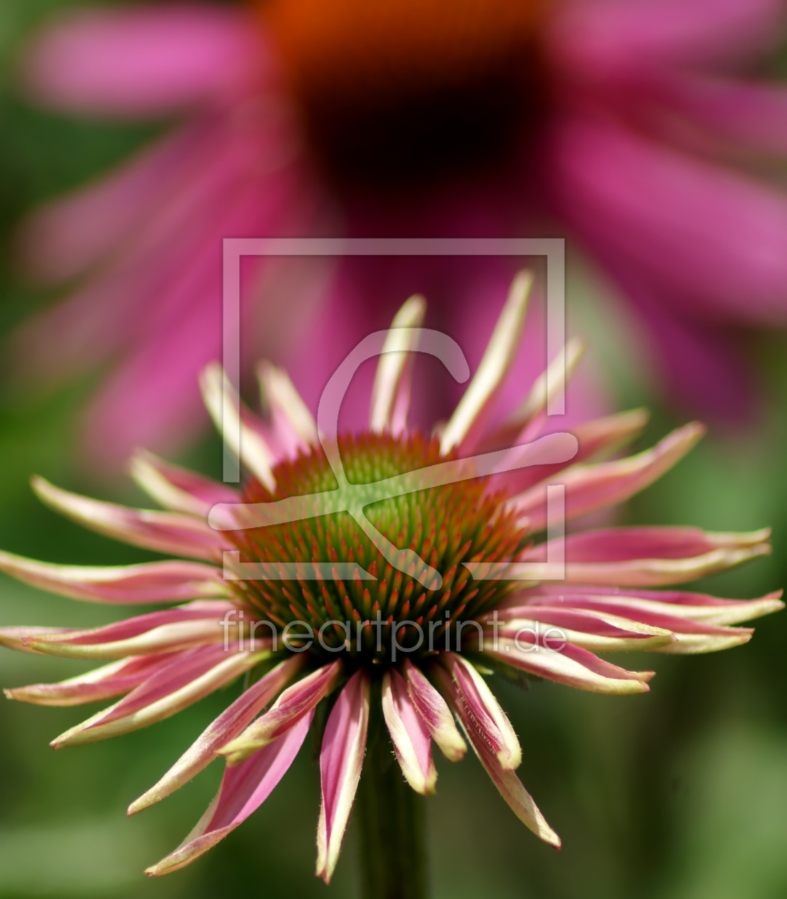 Bild-Nr.: 10126384 pretty in pink erstellt von animalibera