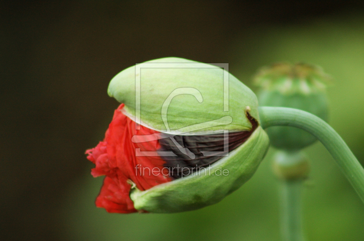 Bild-Nr.: 10126394 Mohnblüte erstellt von chriko