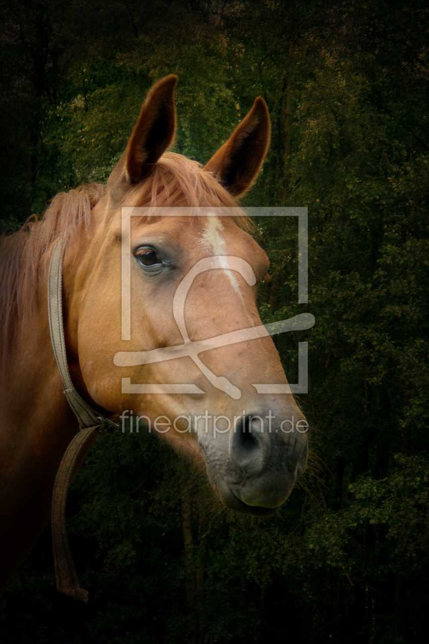 Bild-Nr.: 10127084 The horse erstellt von yammay