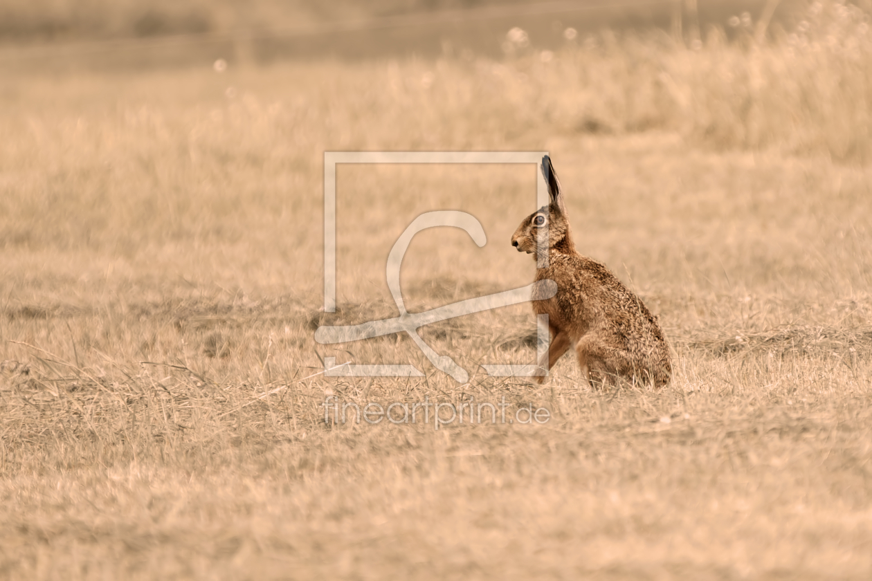 Bild-Nr.: 10127224 der Lauscher Bild-Nr.: 10127224 der Lauscher erstellt von Jens Kalanke