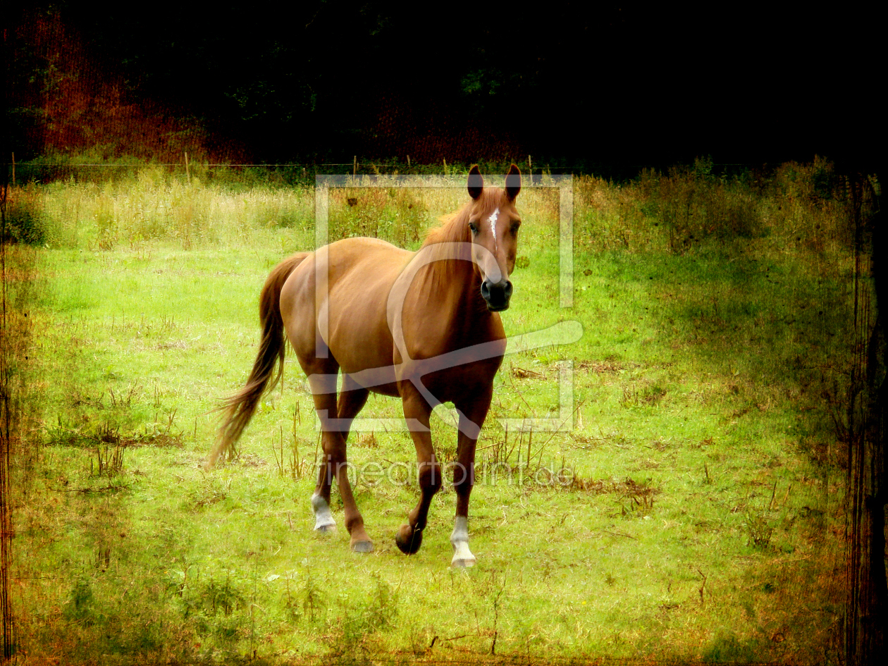 Bild-Nr.: 10127242 The horse out at feed erstellt von yammay