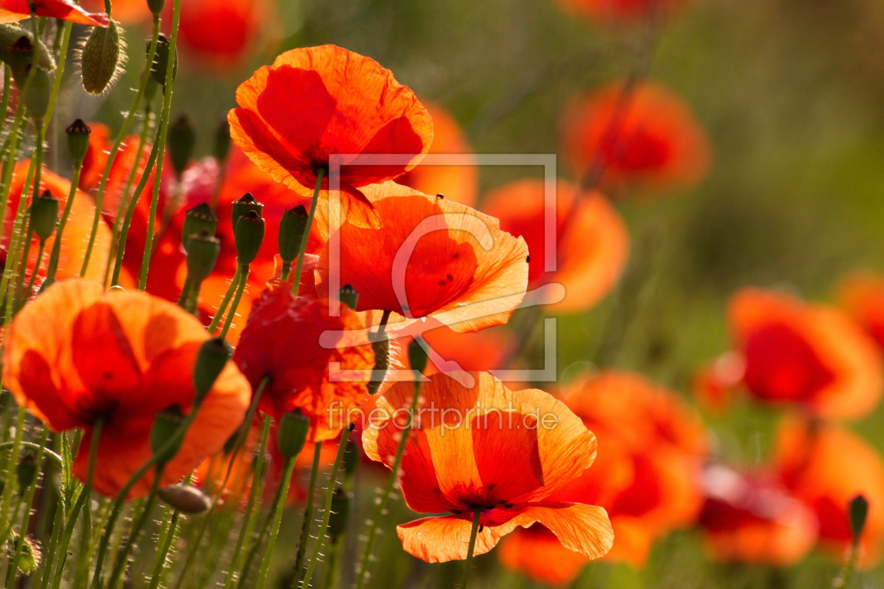 Bild-Nr.: 10127964 Leuchtender Mohn erstellt von leha