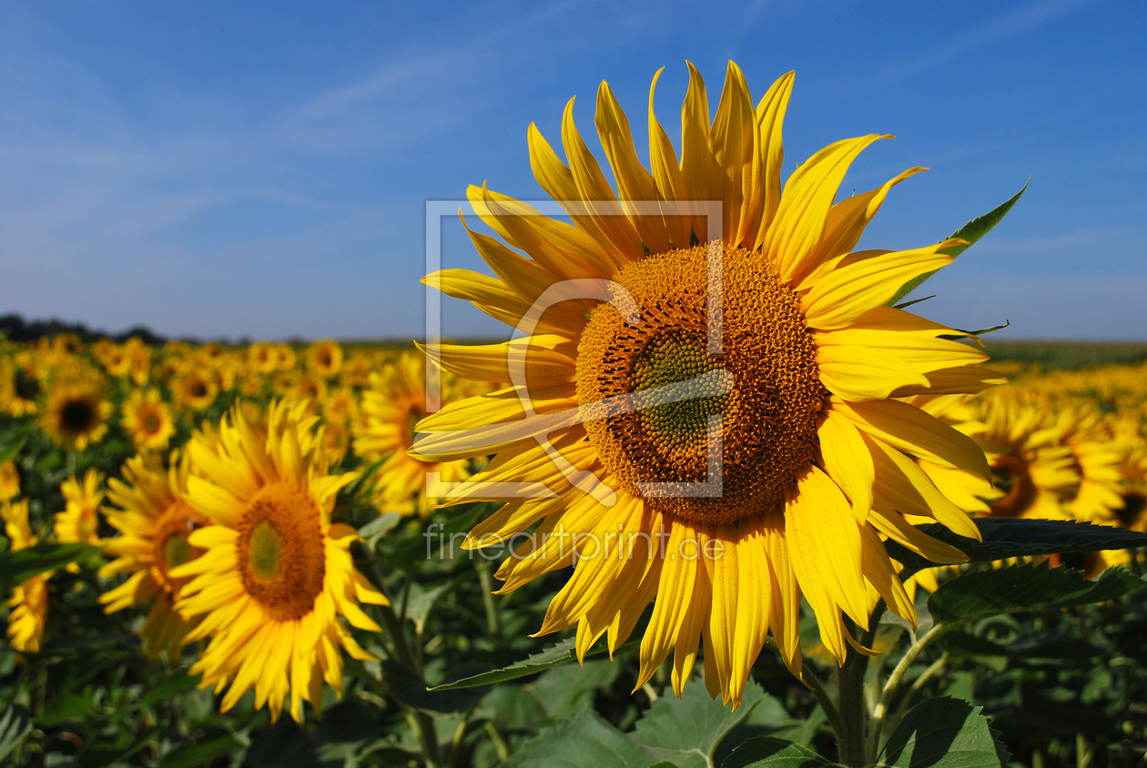 Bild-Nr.: 10128028 Sonnenblumen erstellt von bessi