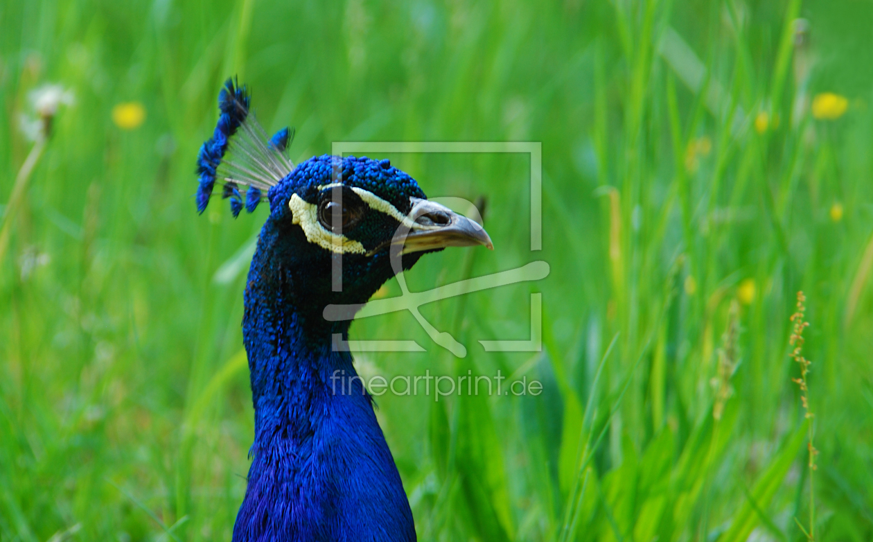 Bild-Nr.: 10128236 Pfau erstellt von Atteloi