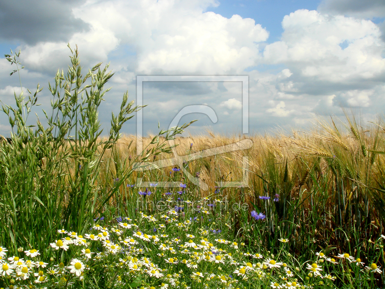 Bild-Nr.: 10128816 Gräser und Feldblumen erstellt von yammay