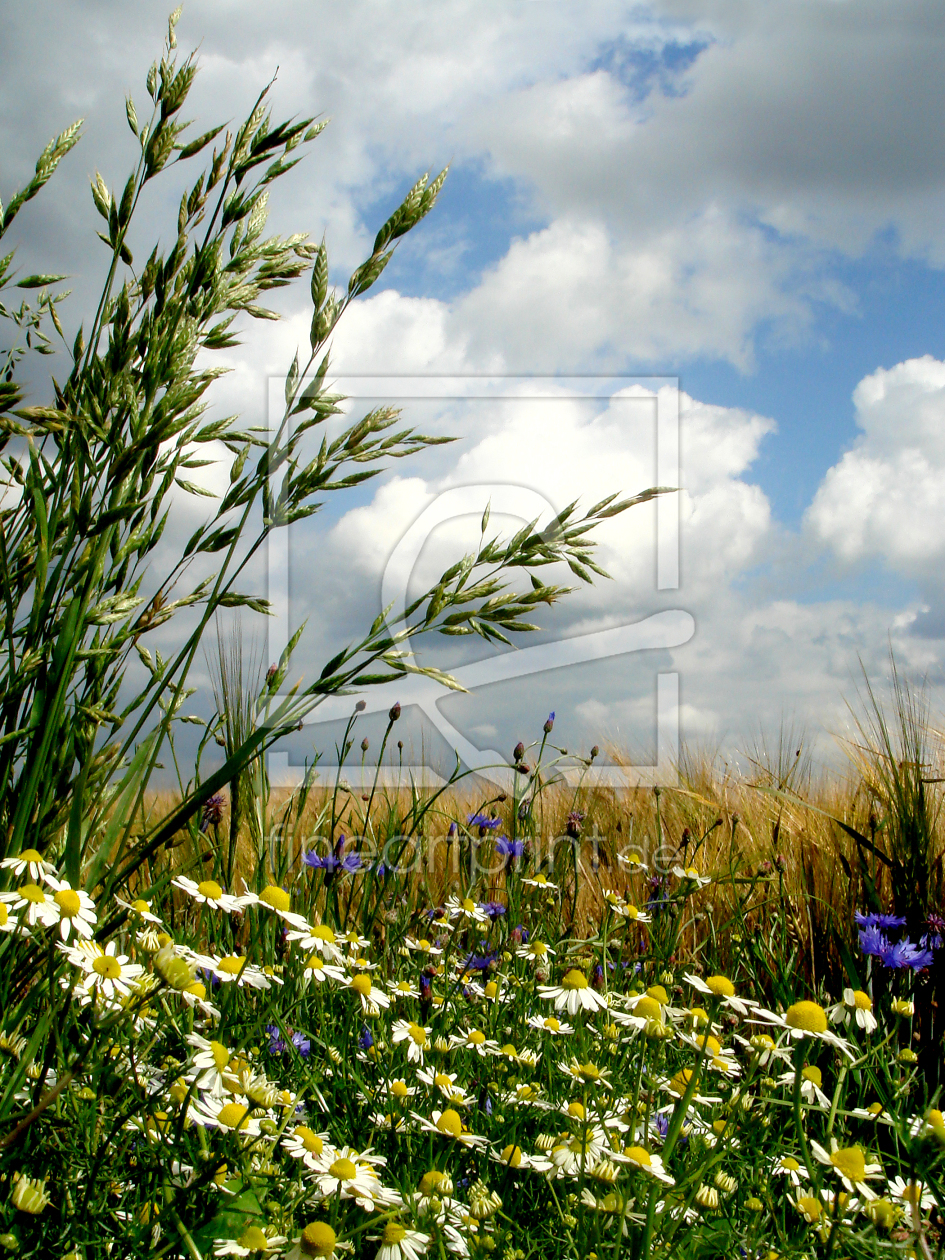 Bild-Nr.: 10129564 Gräser und Feldblumen II erstellt von yammay