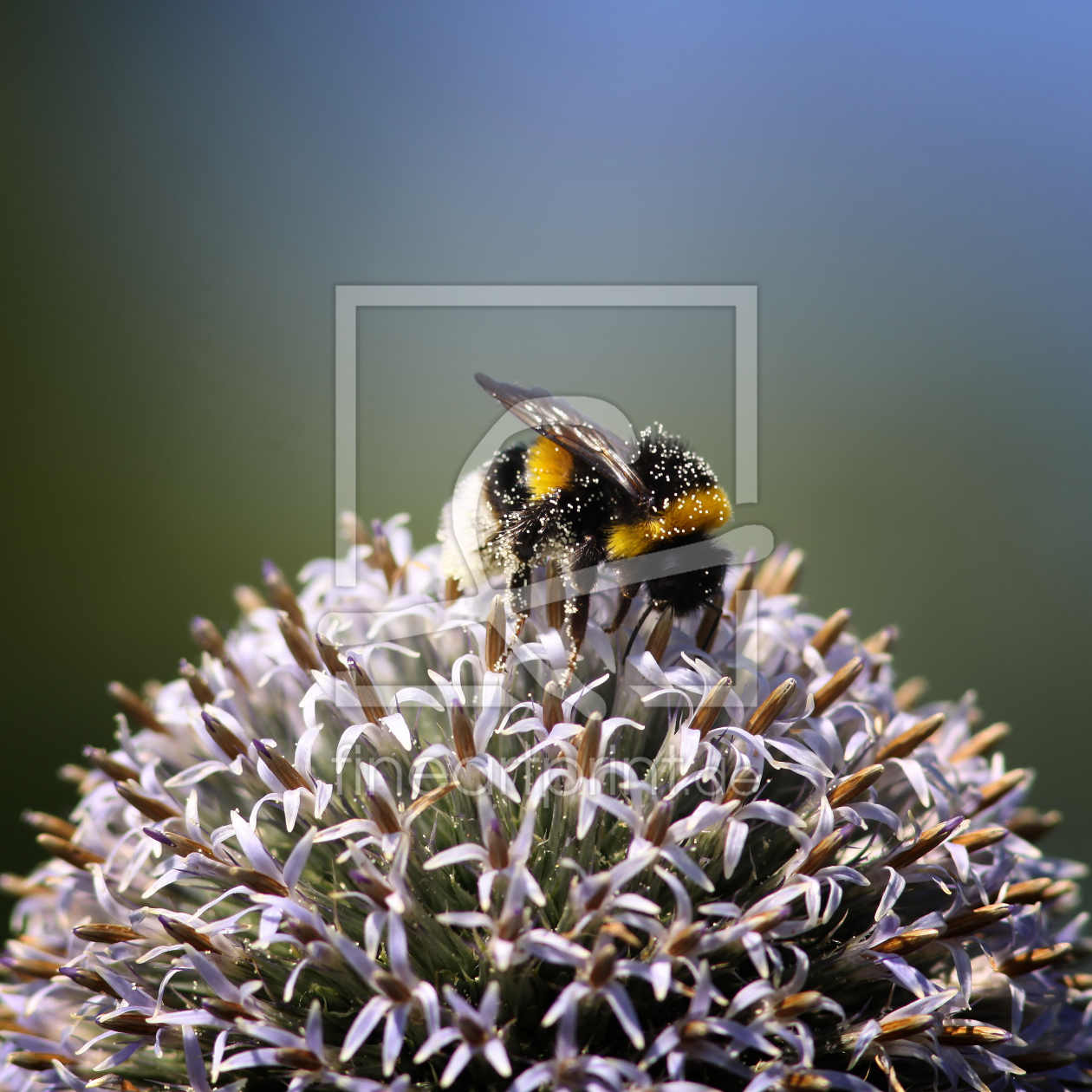 Bild-Nr.: 10130108 Hummel erstellt von FotoDeHRO