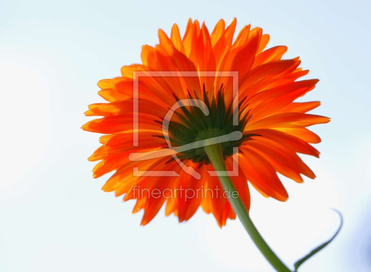 Bild-Nr.: 10130628 Ringelblume (Calendula officinalis) erstellt von Renate Knapp
