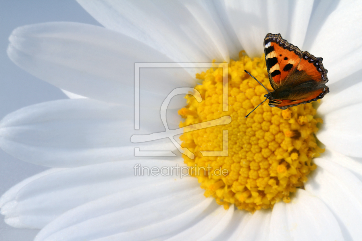 Bild-Nr.: 10131098 Butterfly erstellt von birdy