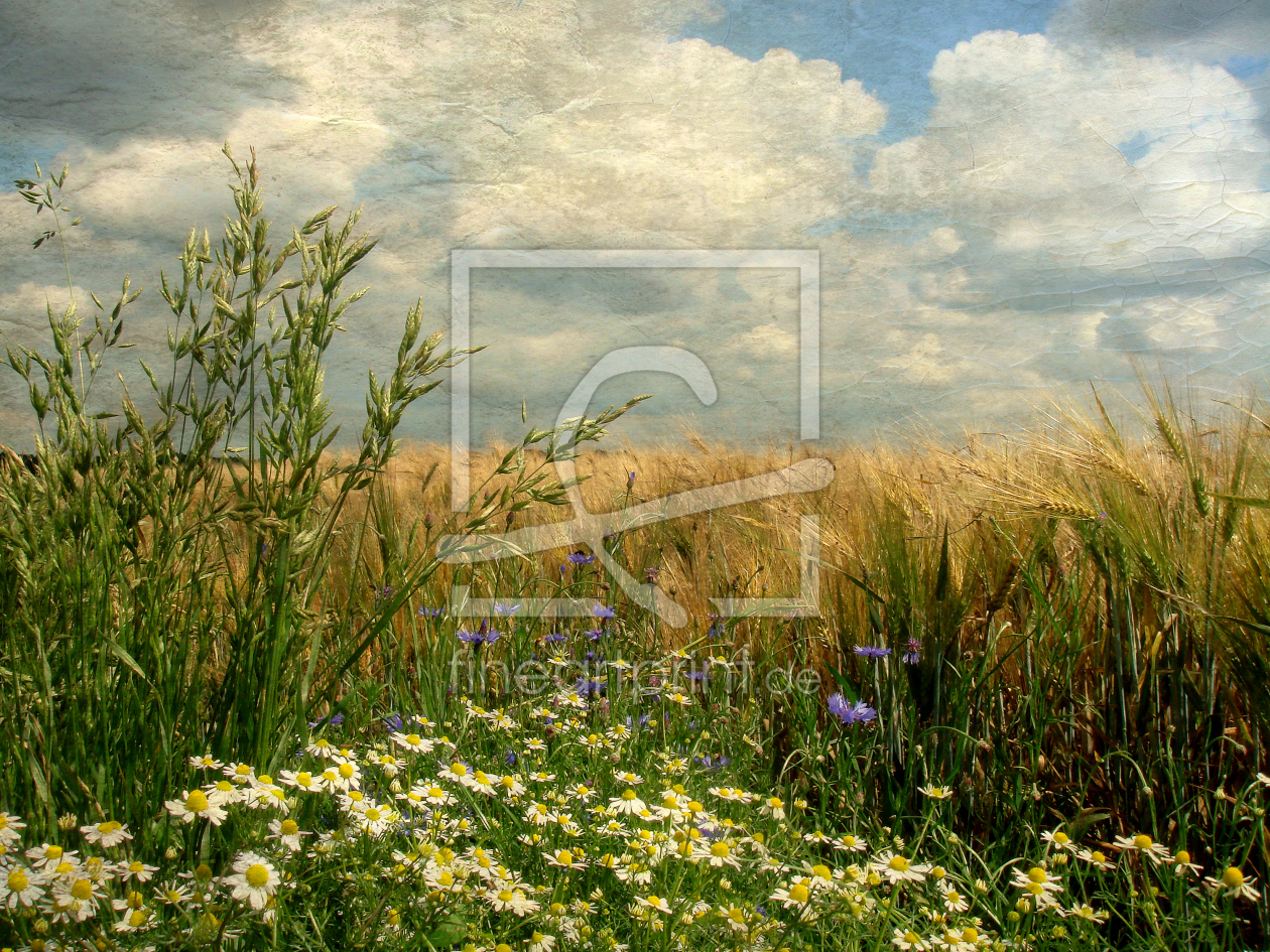 Bild-Nr.: 10131224 Gräser und Feldblumen (Texturversion) erstellt von yammay