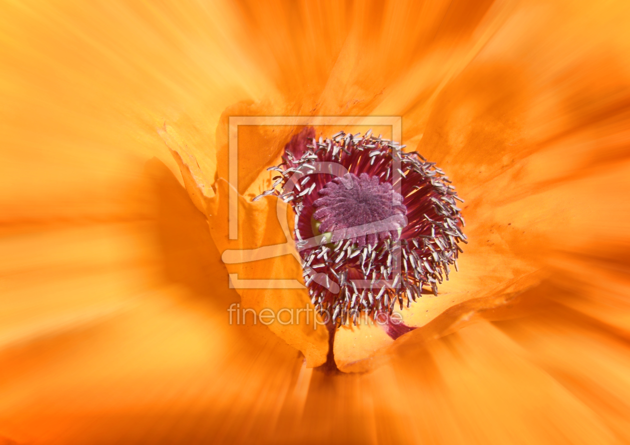 Bild-Nr.: 10131284 Mohn Impression  erstellt von Galerie-Fotoeffekt