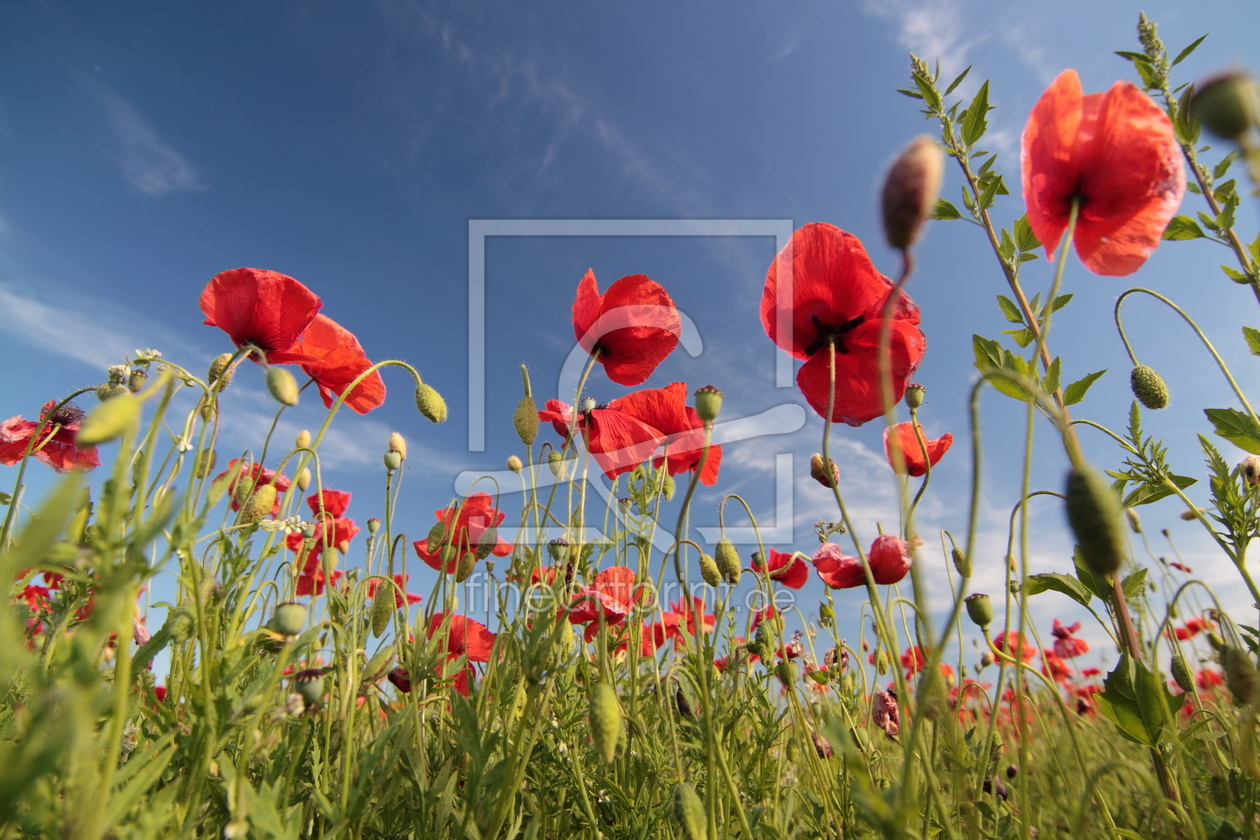 Bild-Nr.: 10131634 Mohnblüten erstellt von FotoDeHRO